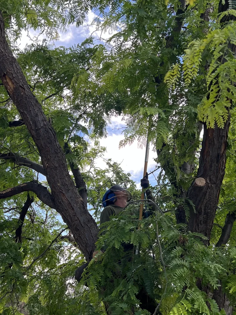 Essential Tree Care AZ
