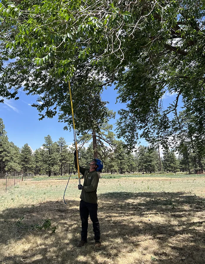 Flagstaff AZ Tree Service